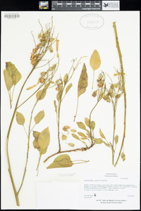 Nicotiana glauca image