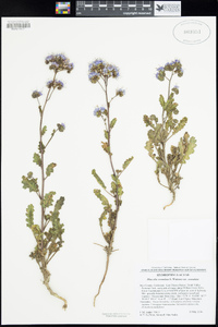 Phacelia crenulata image