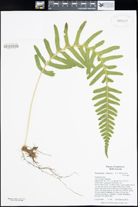 Polypodium calirhiza image