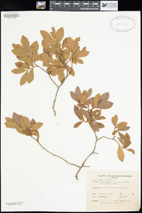 Vaccinium calycinum image