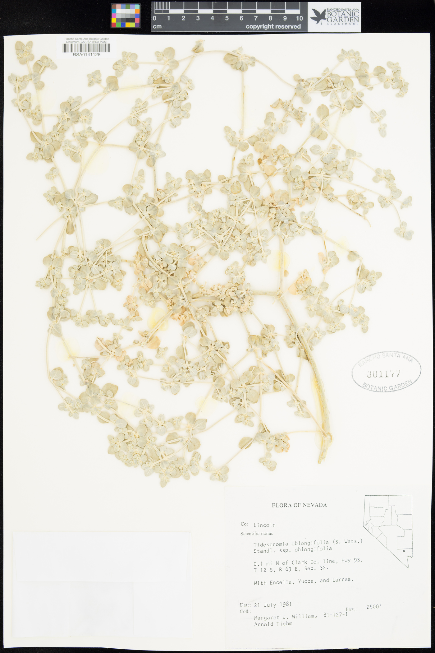 Tidestromia oblongifolia subsp. oblongifolia image