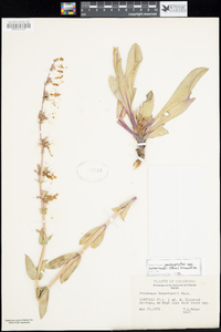 Penstemon pachyphyllus image