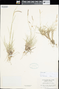 Bouteloua gracilis image