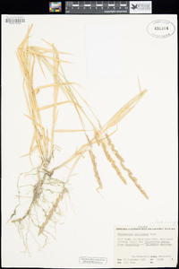 Muhlenbergia californica image