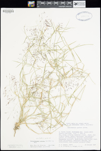 Muhlenbergia porteri image