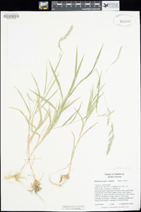 Muhlenbergia andina image