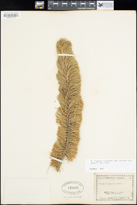 Pinus longaeva image