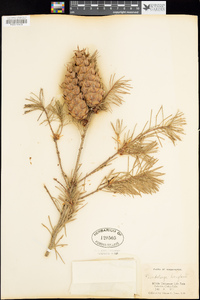 Pseudotsuga menziesii var. menziesii image