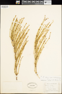 Ephedra cutleri image