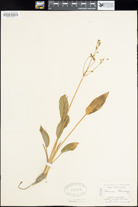 Alisma plantago-aquatica image