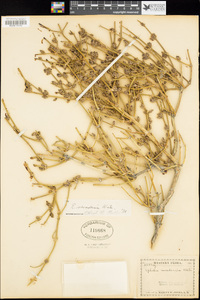 Ephedra nevadensis image