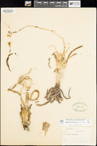 Agave maculata image