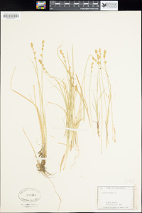 Carex canescens image