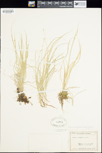 Carex disperma image