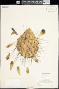 Opuntia macrorhiza var. pottsii image