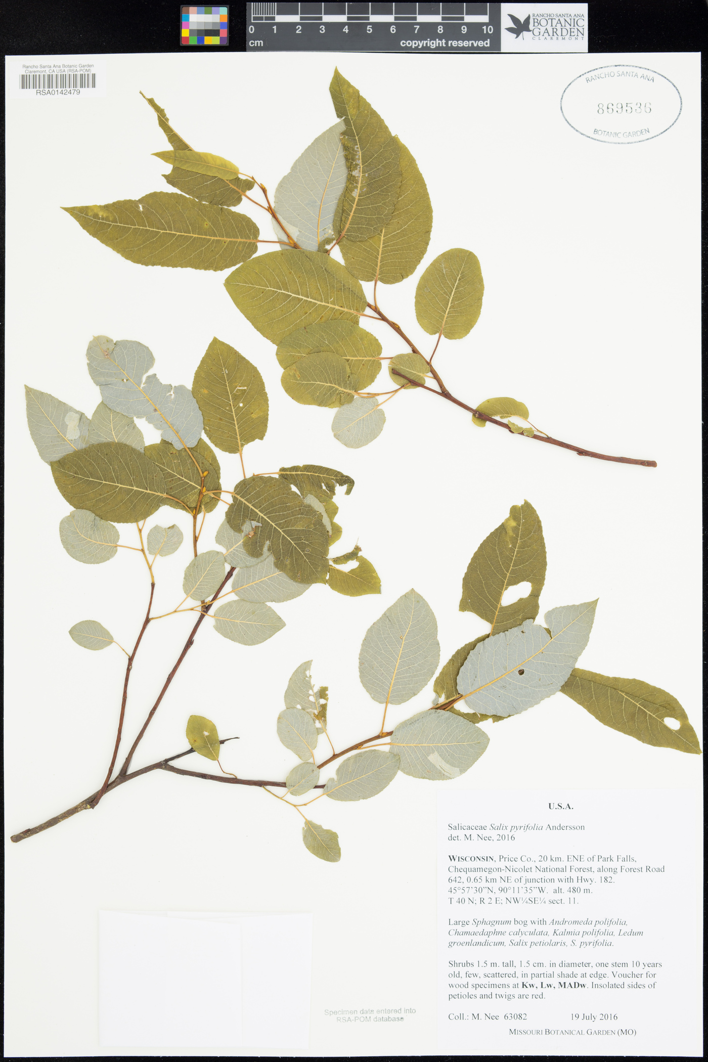 Salix pyrifolia image