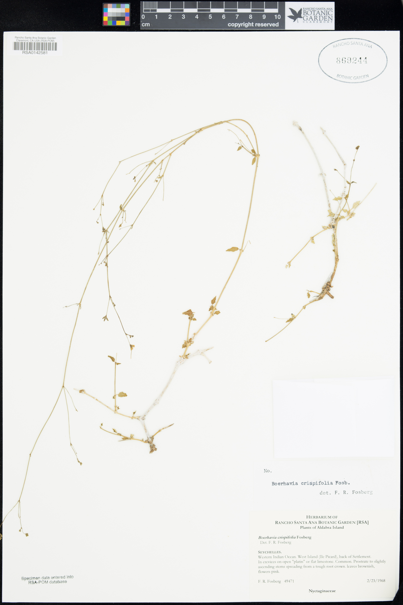 Boerhavia crispifolia image