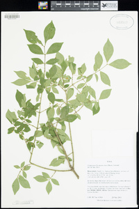 Euonymus alatus image