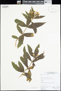 Image of Bowkeria cymosa