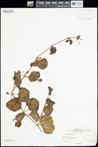 Boerhavia tetrandra image