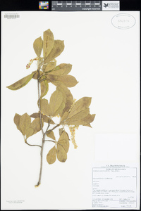 Terminalia phanerophlebia image