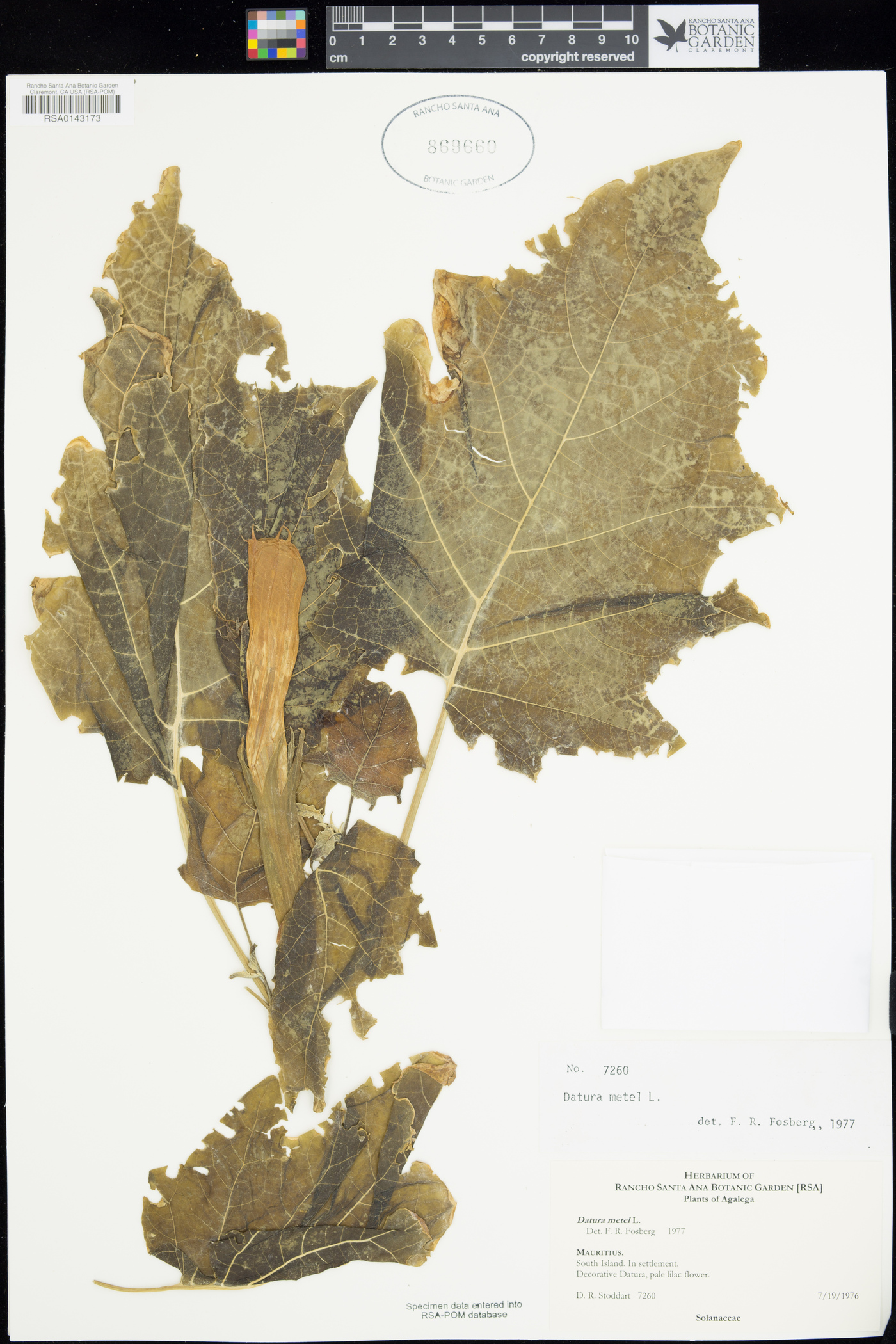 Datura inoxia image