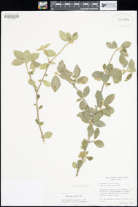Bernardia viridis image