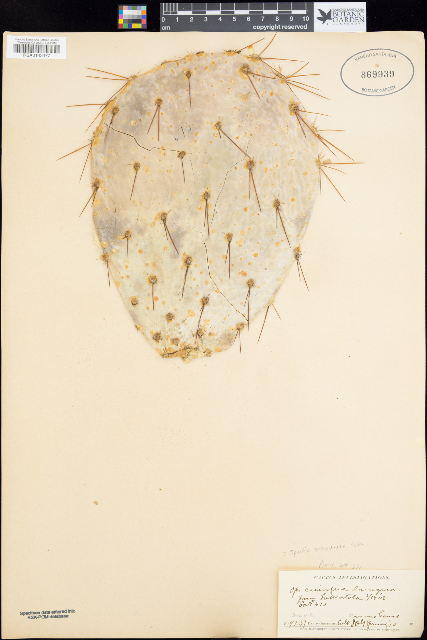 Opuntia orbiculata image