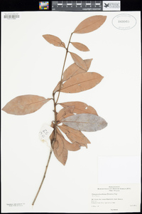 Image of Palaquium laevifolium