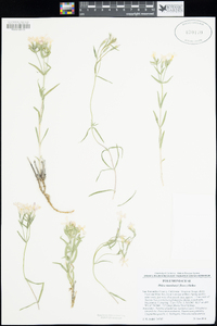 Phlox stansburyi image