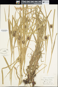 Carex grayi image