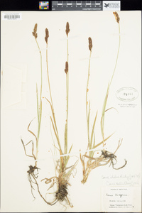 Carex idahoa image