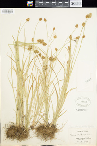 Carex hoodii image