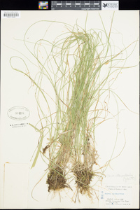 Carex interior image