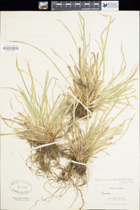 Carex saximontana image