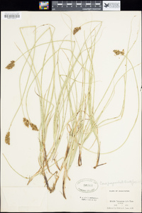 Carex praegracilis image