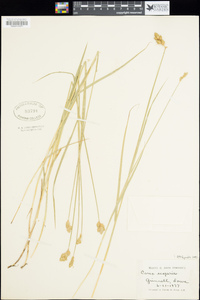 Carex scoparia image