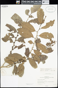 Image of Casearia zeylanica