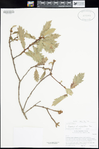 Quercus x acutidens image