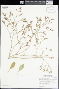 Limonium californicum image