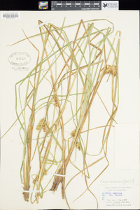 Carex vesicaria image