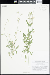 Lyrocarpa coulteri image