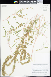 Amaranthus fimbriatus image