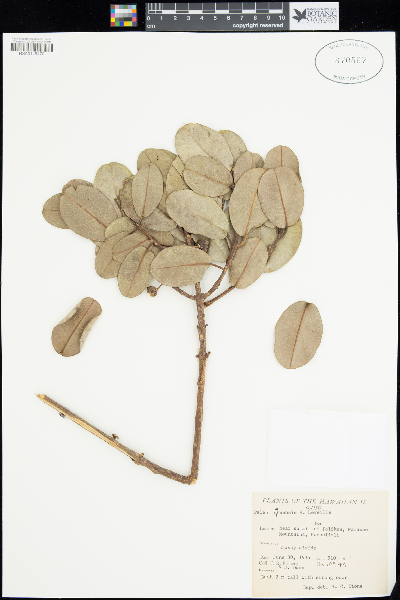 Melicope oahuensis image