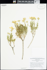 Ericameria linearifolia image