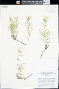 Phlox stansburyi image