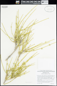 Ephedra californica image