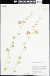 Sphaeralcea ambigua var. ambigua image