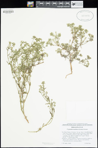 Cryptantha maritima image