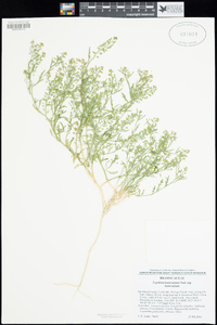 Lepidium lasiocarpum subsp. lasiocarpum image